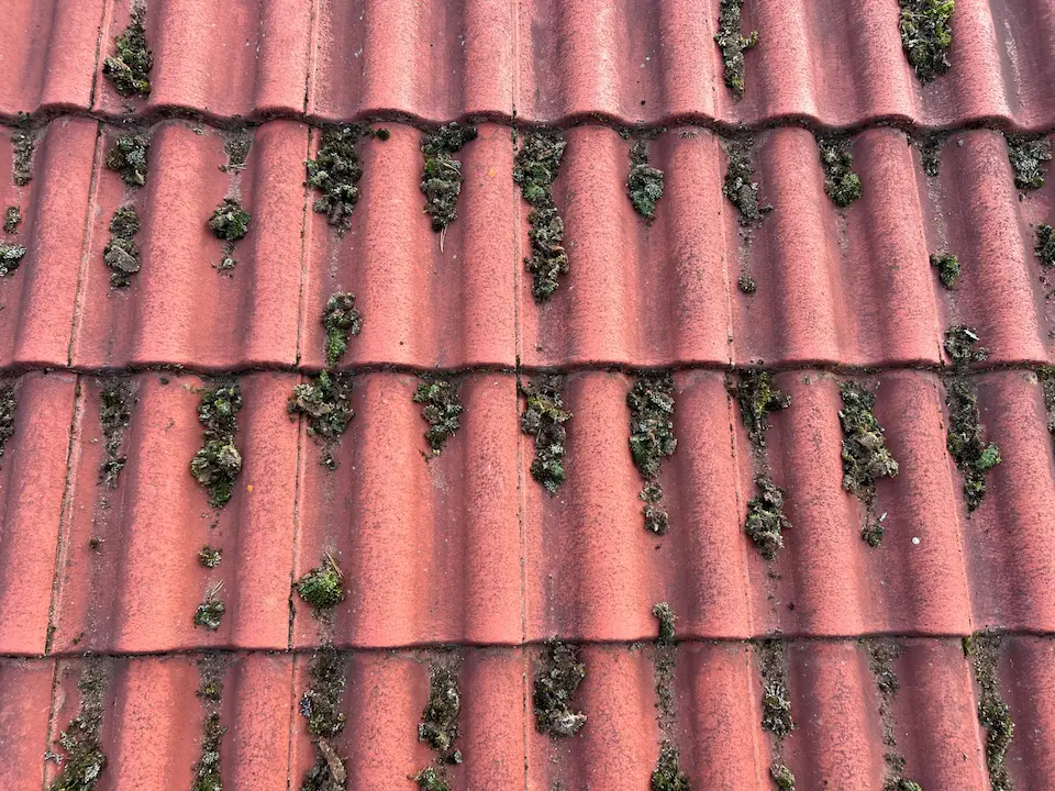 Katon mekaaninen puhdistus (sammal irroitettu tiilestä)